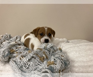 Jack Russell Terrier Puppy for sale in BENTON, IL, USA