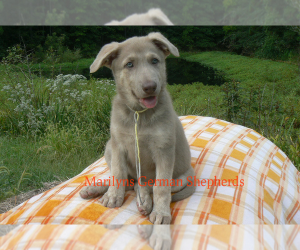 Medium Photo #3 German Shepherd Dog Puppy For Sale in PIEDMONT, MO, USA