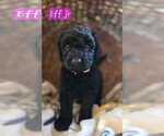 Puppy Effie Jr Goldendoodle