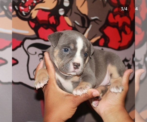 Medium Photo #8 American Bully Puppy For Sale in HIRAM, GA, USA
