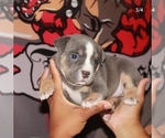 Small Photo #8 American Bully Puppy For Sale in HIRAM, GA, USA
