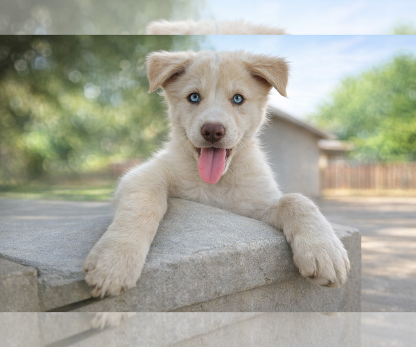 Medium Photo #4 Labrador Retriever-Unknown Mix Puppy For Sale in Clovis, CA, USA