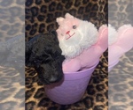Small Photo #2 Poodle (Standard) Puppy For Sale in MOUNTAIN VIEW, MO, USA