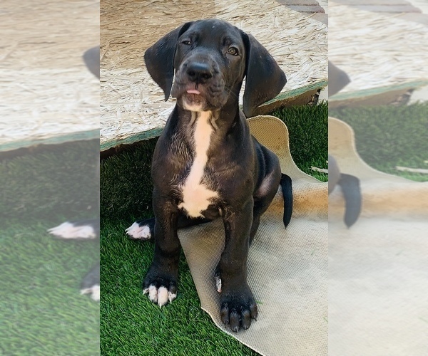 Medium Photo #27 Great Dane Puppy For Sale in MARICOPA, AZ, USA