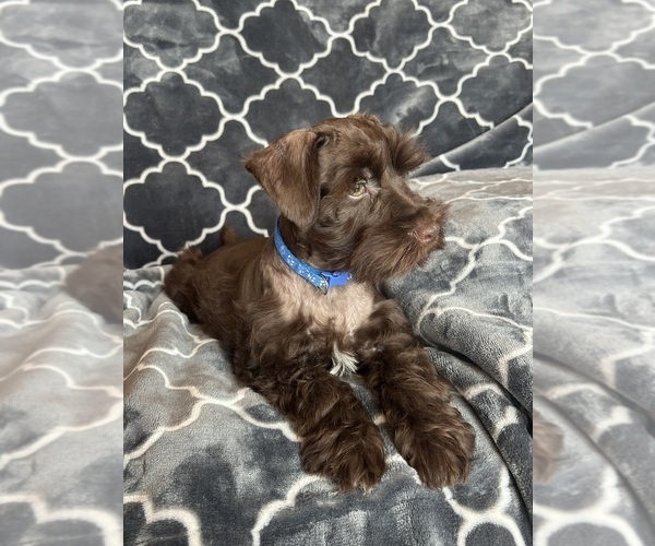 Medium Photo #38 Schnauzer (Miniature) Puppy For Sale in ROY, WA, USA