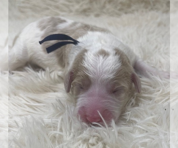Medium Photo #11 Goldendoodle Puppy For Sale in PIERSON, FL, USA