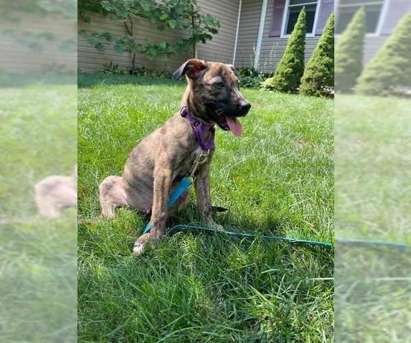 Medium Photo #15 Mutt Puppy For Sale in Brewster, NY, USA