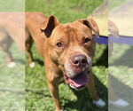Small #7 American Pit Bull Terrier Mix