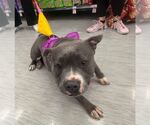 Small #2 American Pit Bull Terrier