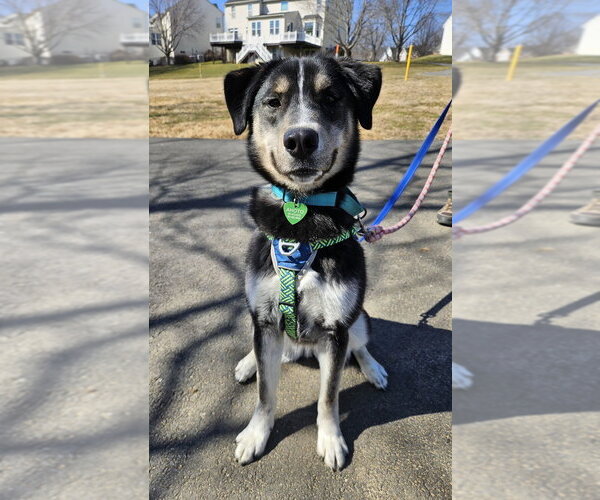 Medium Photo #20 German Shepherd Dog-Unknown Mix Puppy For Sale in Silver Spring, MD, USA