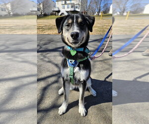 Honeysuckle - Female German Shepherd Dog-Unknown Mix Dog for Adoption - Photo #20