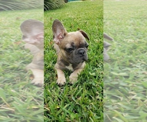 French Bulldog Puppy for sale in TAMPA, FL, USA