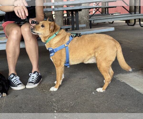 Medium Photo #14 Chow Chow-Rat Terrier Mix Puppy For Sale in White Bluff, TN, USA