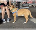 Small #13 Chow Chow-Rat Terrier Mix
