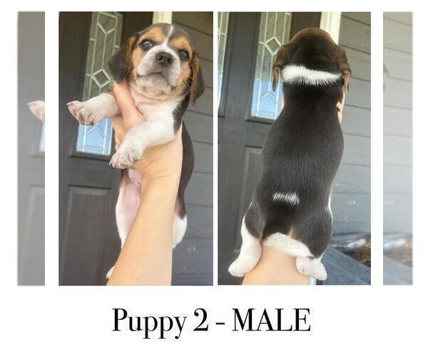 Medium Photo #3 Beagle Puppy For Sale in MCPHERSON, KS, USA