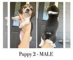 Small #2 Beagle