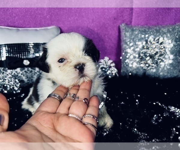 Medium Photo #6 Shih Tzu Puppy For Sale in HAYWARD, CA, USA