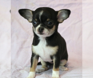 Chihuahua Puppy for Sale in Abilene, Kansas USA