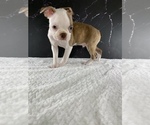 Puppy Gimli AKC Boston Terrier