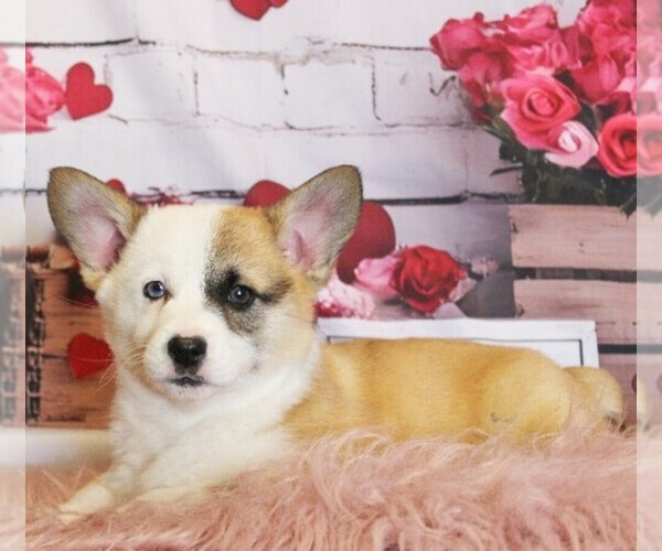 Medium Photo #8 Pembroke Welsh Corgi Puppy For Sale in COATESVILLE, PA, USA