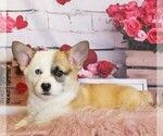 Small #7 Pembroke Welsh Corgi