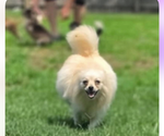 Small Photo #1 Pomeranian Puppy For Sale in HUBERT, NC, USA