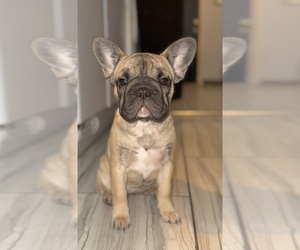 French Bulldog Puppy for sale in BEEVILLE, TX, USA