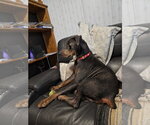 Small #11 Doberman Pinscher