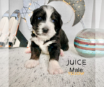 Small Photo #7 Bernedoodle Puppy For Sale in BROOMFIELD, CO, USA