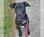 Small #5 Labrador Retriever Mix