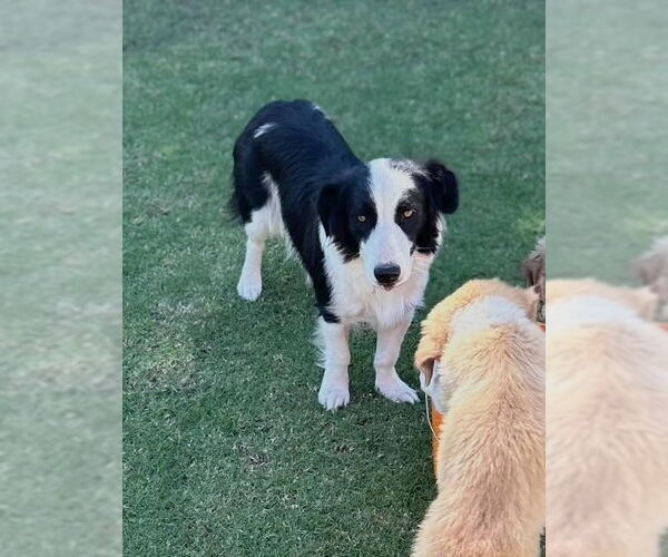 Medium Photo #1 Border Collie Puppy For Sale in Paso Robles, CA, USA