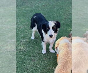 Border Collie Dogs for adoption in Paso Robles, CA, USA