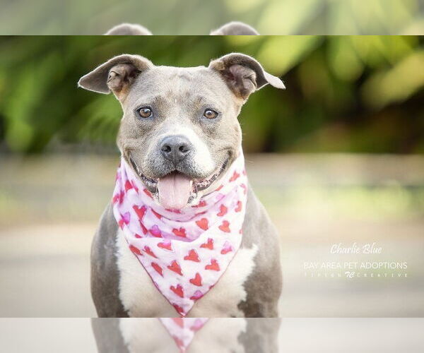 Medium Photo #3 American Pit Bull Terrier-Unknown Mix Puppy For Sale in San Leon, TX, USA