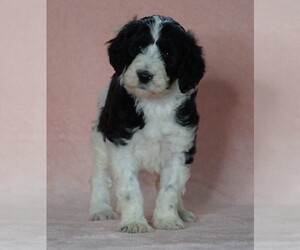 Poodle (Standard)-Shepadoodle Mix Puppy for sale in FREDERICKSBG, OH, USA