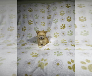 Morkie Puppy for Sale in COOKEVILLE, Tennessee USA