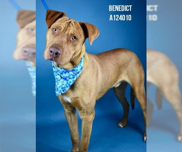 Medium Photo #2 Vizsla Puppy For Sale in Bakersfield, CA, USA