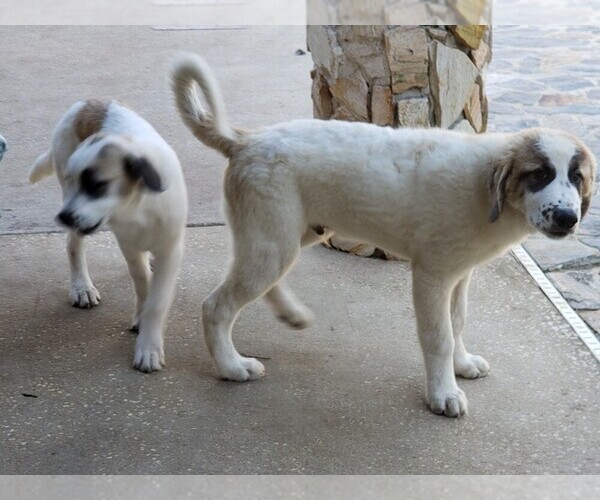 Medium Photo #1684 Anatolian Shepherd-Maremma Sheepdog Mix Puppy For Sale in LECANTO, FL, USA