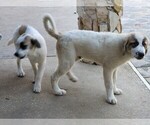 Small Photo #1684 Anatolian Shepherd-Maremma Sheepdog Mix Puppy For Sale in LECANTO, FL, USA