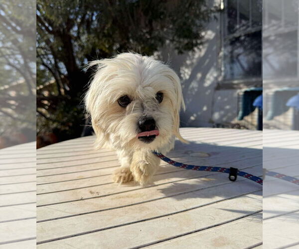 Medium Photo #4 Maltese-Unknown Mix Puppy For Sale in Grafton, WI, USA