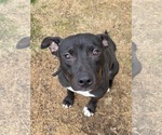 Small #2 American Pit Bull Terrier Mix