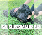Small Photo #3 Goldendoodle Puppy For Sale in FORT MILL, SC, USA
