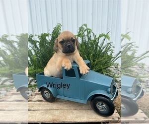 Puggle Puppy for sale in GOSHEN, IN, USA