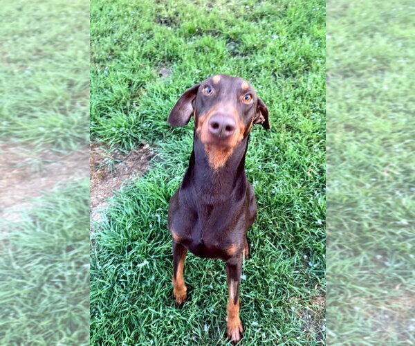 Medium Photo #4 Doberman Pinscher Puppy For Sale in Buffalo, MN, USA