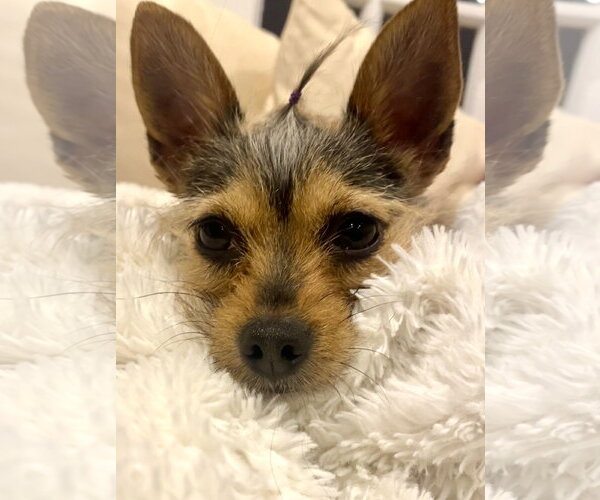 Medium Photo #1 Mutt Puppy For Sale in Arlington, VA, USA