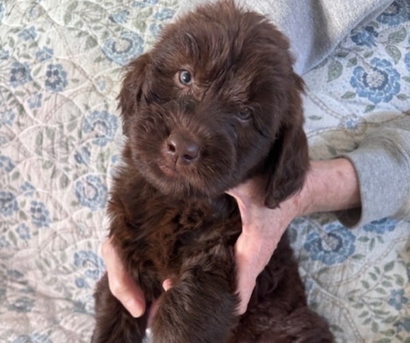 Medium Photo #5 Schnoodle (Giant) Puppy For Sale in ANDERSON, CA, USA
