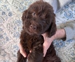 Small Photo #14 Schnoodle (Giant) Puppy For Sale in ANDERSON, CA, USA