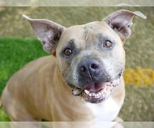 American Staffordshire Terrier Dogs for adoption in Tallahassee, FL, USA