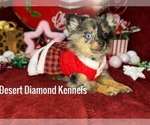 Small Photo #7 Pomeranian Puppy For Sale in HI VISTA, CA, USA