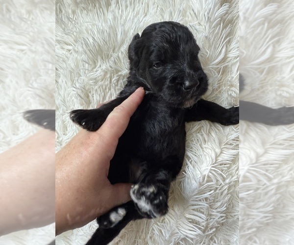 Medium Photo #65 Bernedoodle Puppy For Sale in BELMONT, NC, USA