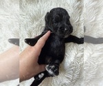 Small #64 Bernedoodle